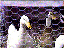ducks1.jpg (36958 bytes)