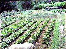 garden1.jpg (48509 bytes)