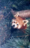 redpanda.jpg (15174 bytes)