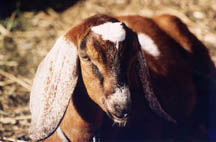 nannygoat1.JPG (13016 bytes)